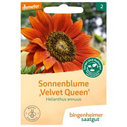 Sonnenblume Velvet Queen (Bingenheimer Saatgut)