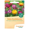 Hohe Strohblume (Bingenheimer Saatgut)