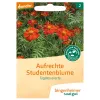 Studentenblume (Bingenheimer Saatgut)