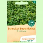 Gründüngung Schneller Bodendecker (Bingenheimer Saatgut)