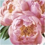Lunchserviette Pink Peony (Paper+Design tabletop)