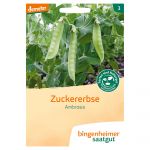 Ambrosia Zuckererbse (Bingenheimer Saatgut)